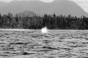whale_venting