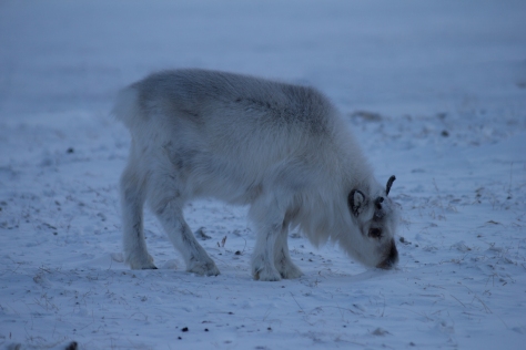 Svalbard_reindeer_calf_brighter