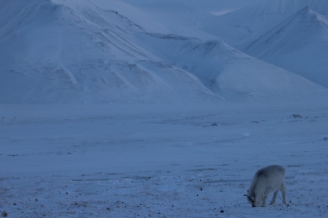 Svalbard_reindeer_calf_mountains_brighter