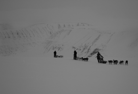 Svalbard_scott_turnerbreen_dogsleds