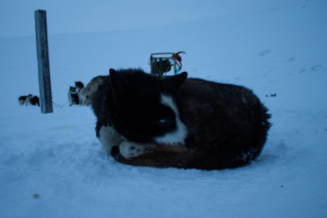 Svalbard_scott_turnerbreen_sled_dog3