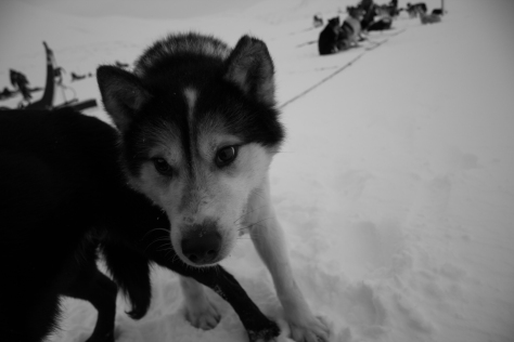 Svalbard_scott_turnerbreen_sled_dog_2
