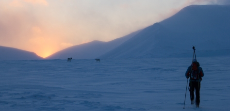 Svalbard_reindeer_sunset_Jelte3