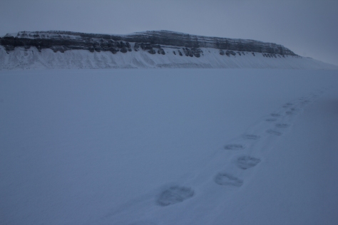 Svalbard_Tunabreen_polar_bear_tracks-2