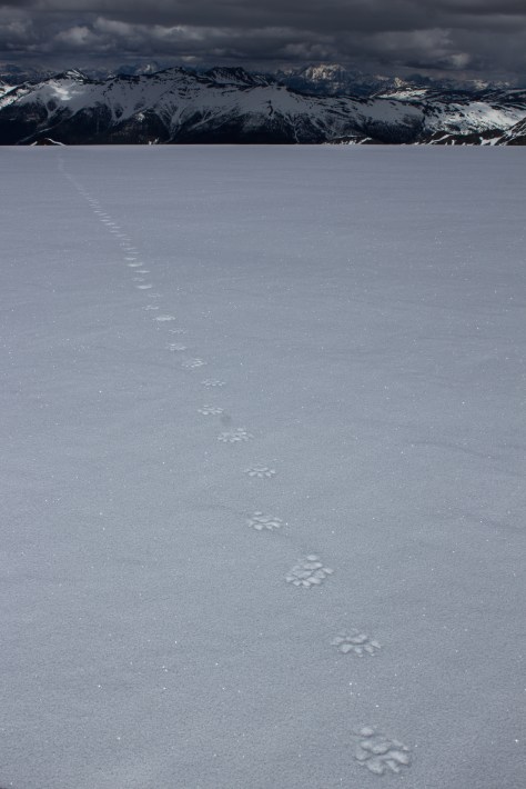 cg_spring_2016_Wolverine_tracks